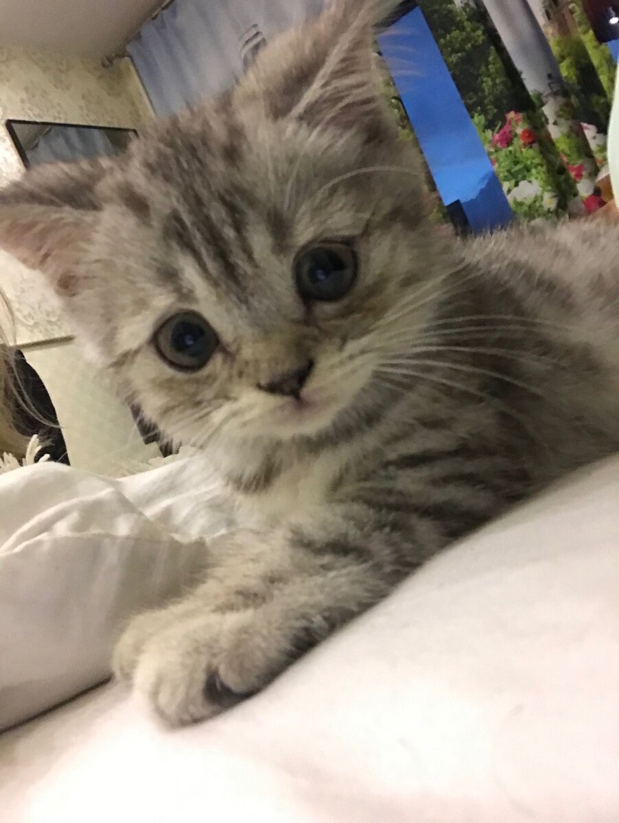 Мой мистер коть )