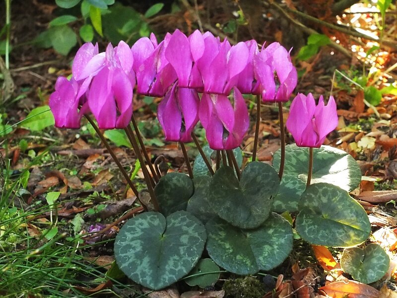 Ссылка на изображение https://ulrichbangert.de/gartenblumen/stauden/2014-09-28_Cyclamen_purpurascens.jpg