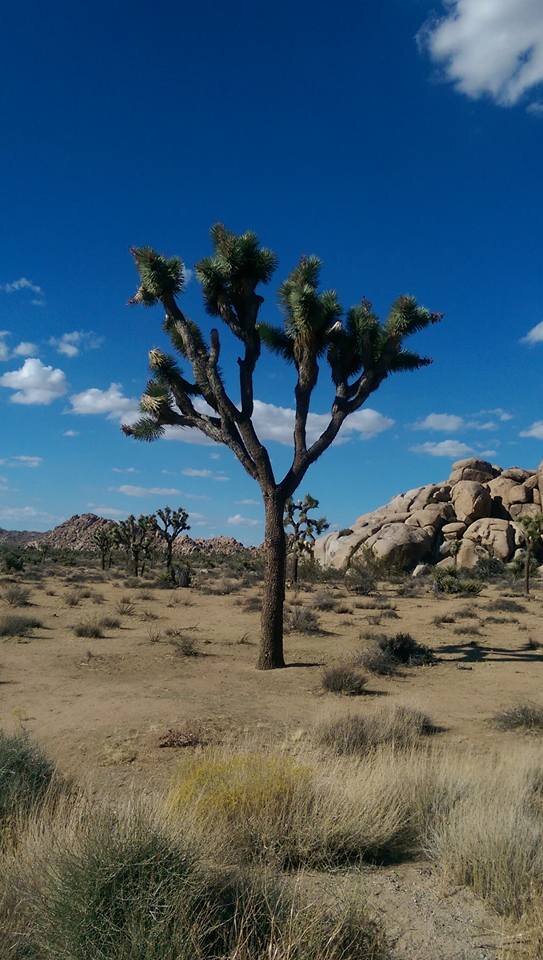 Нужно смотреть под ноги...колючки и гремучки
