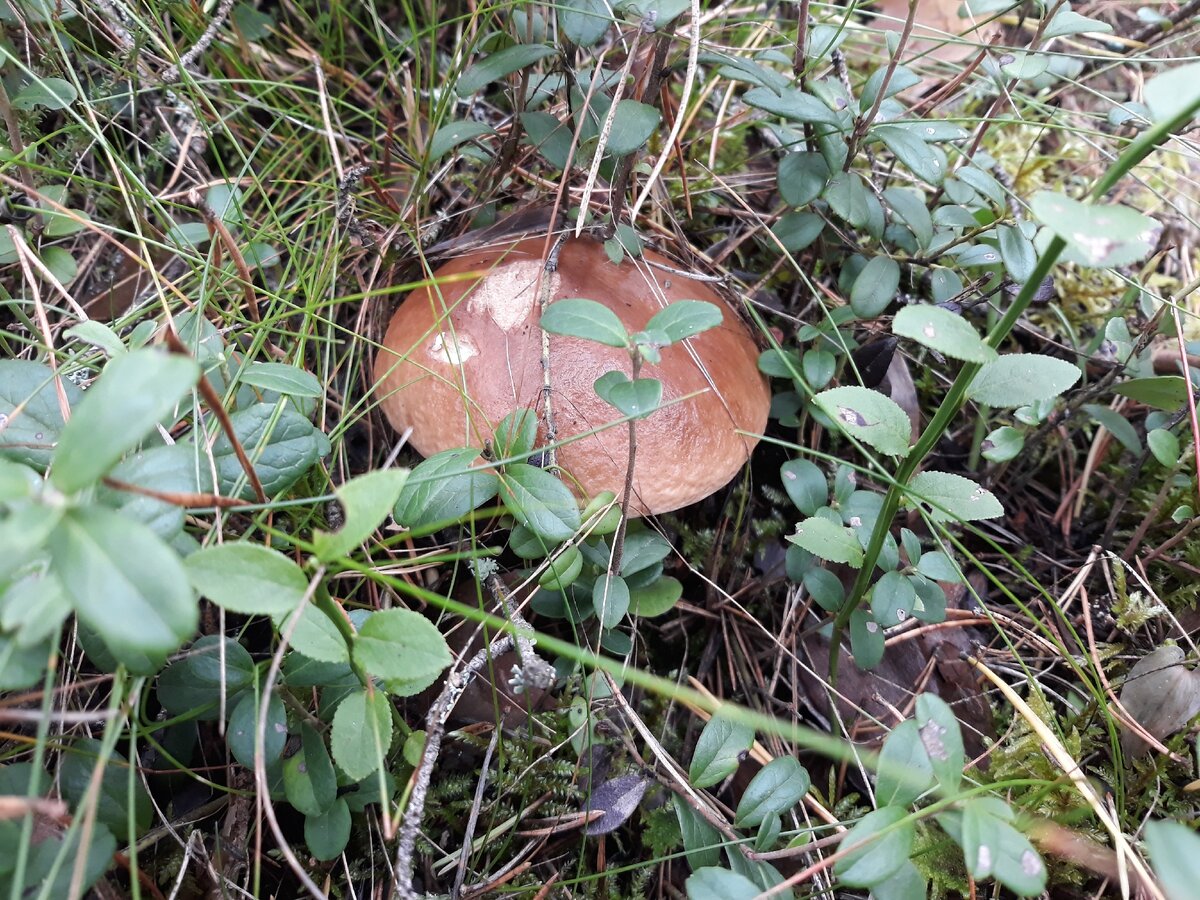 Середина сентября. Слой боровиков пошел