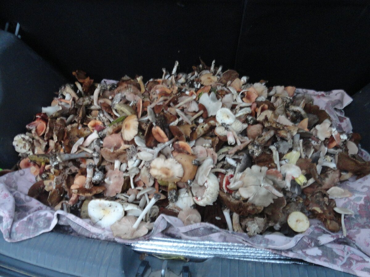 Багажник машины с грибами