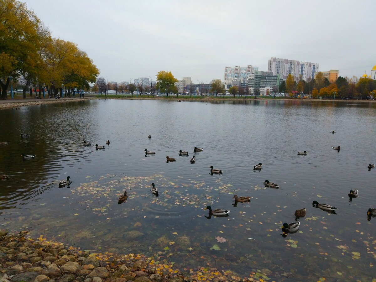 Гуляли у пруда. Кормили уток. Прогулка моя. Фото моё.