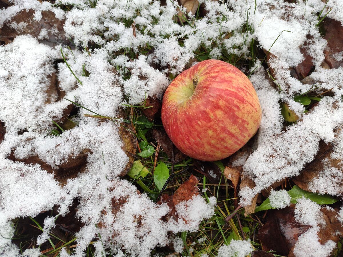 Просто яблоко. Без смыслов. Фото автора
