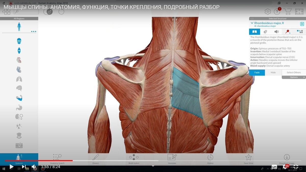 ромбовидные м.