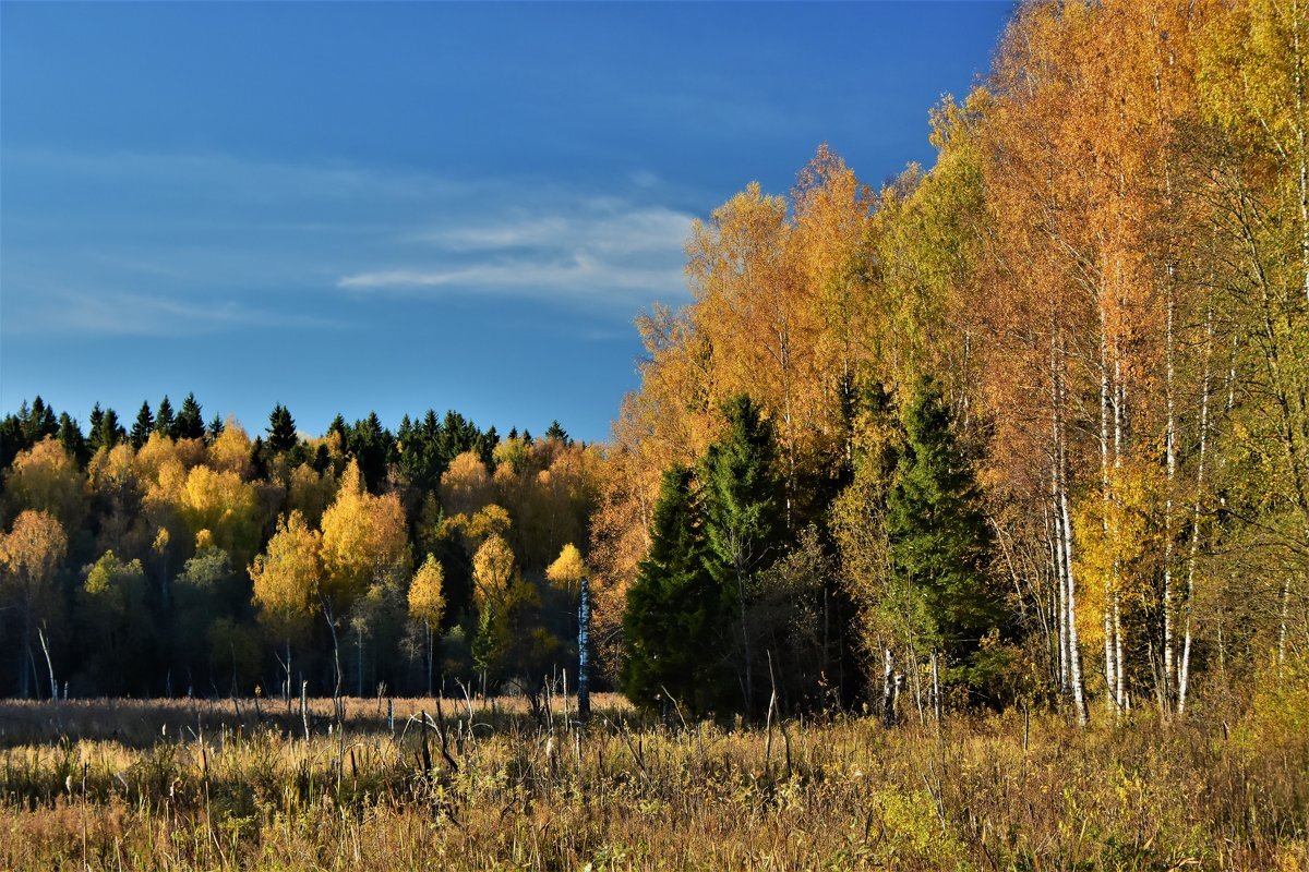 Осенний лес с вертолета