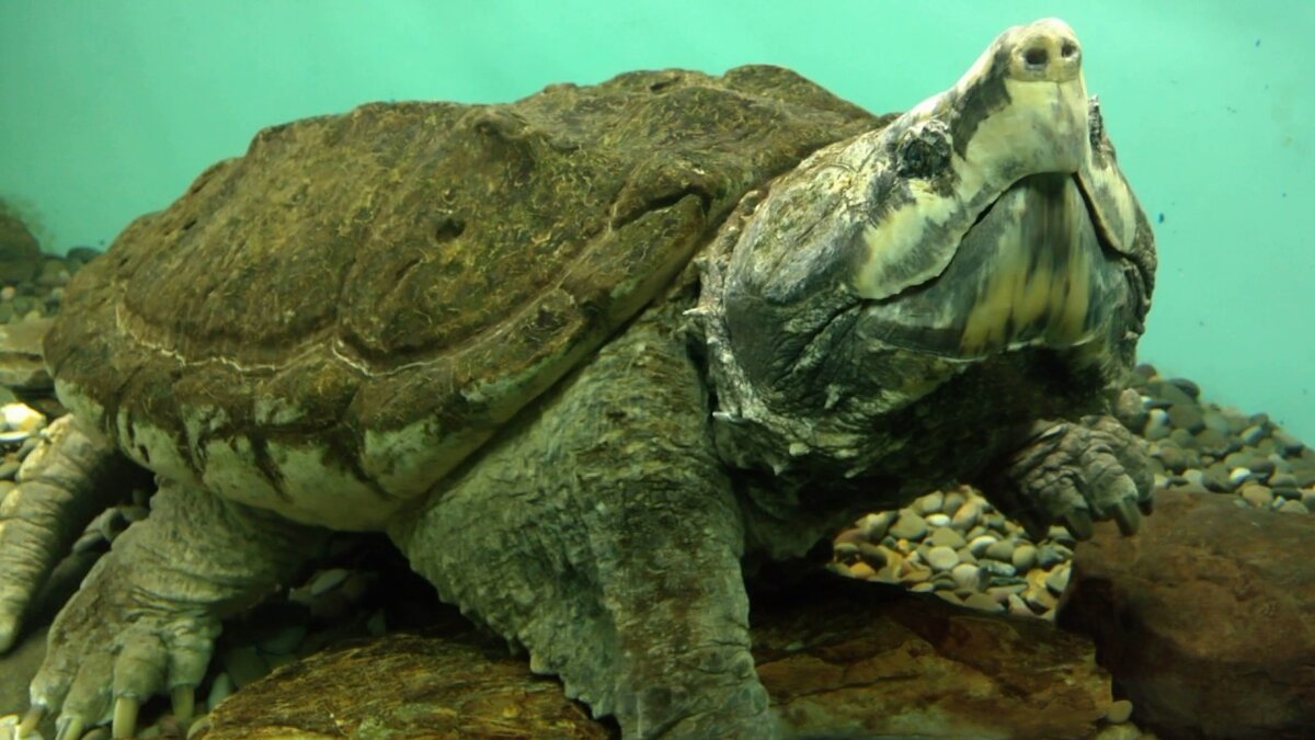 Бахромчатая черепаха матамата. Яндекс картинки