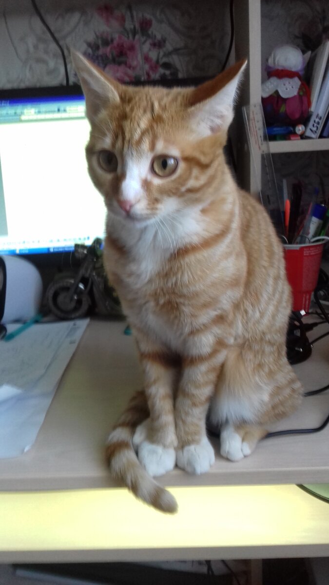 Вот этот Кот и может вывести из себя простого психолога)