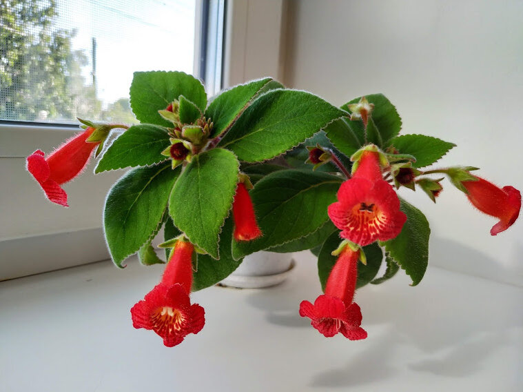 6 соток. Светлана Аниканова