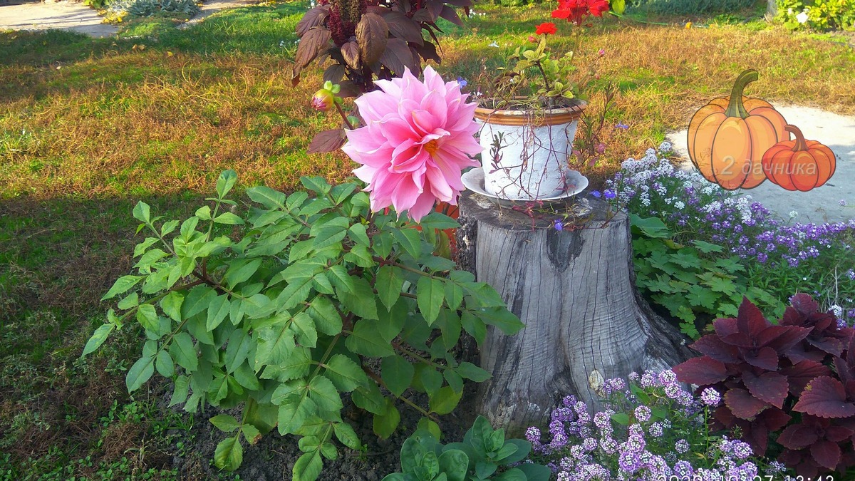 Конец октября, георгина радует своим цветением.