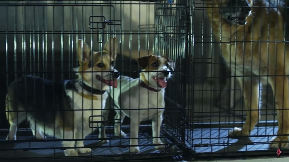 Скриншот с Х/Ф След ФЭС "Собачья работа"