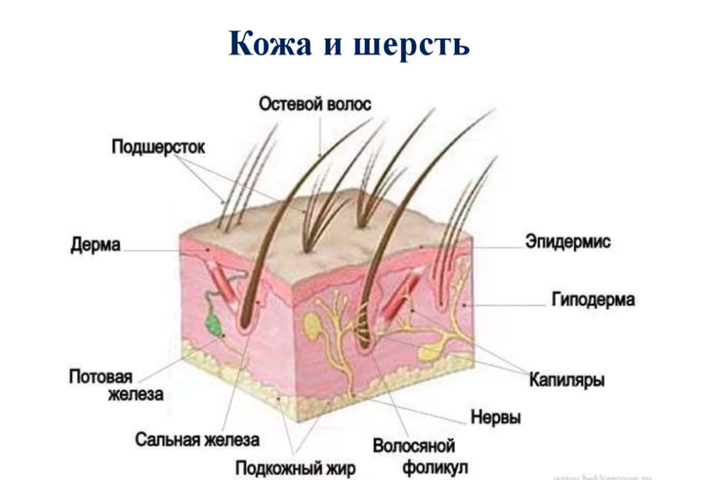 Чем кожа млекопитающих отличается от кожи птиц. Кожный Покров строение кожи анатомия животных. Строение волоса собаки схема. Строение кожного Покрова собаки. Строение кожи собаки схема.