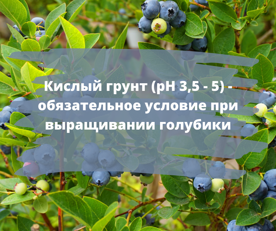 Весной под голубику. Голубика весной. Посадка голубики весной в открытый грунт саженцами. Черника весной. Посадка голубики на дачном участке.