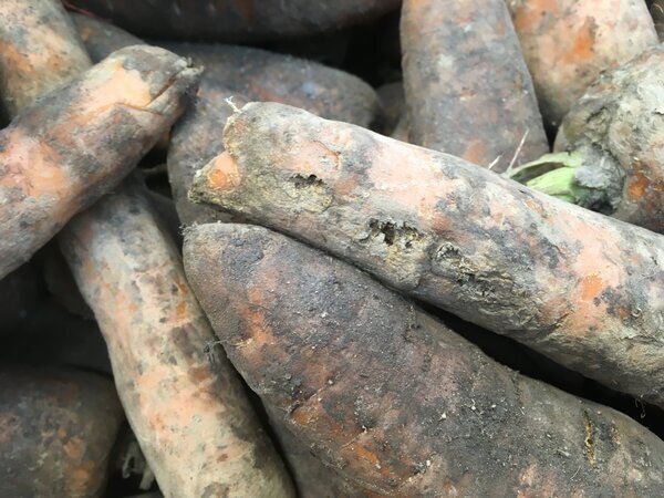 немытую морковку. морковь мытая 1кг. морковь сорт курода пауэр. мешок моркови. морковь на грядке.