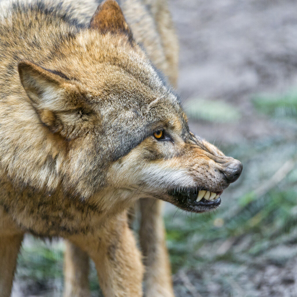 Фото взято с интернета