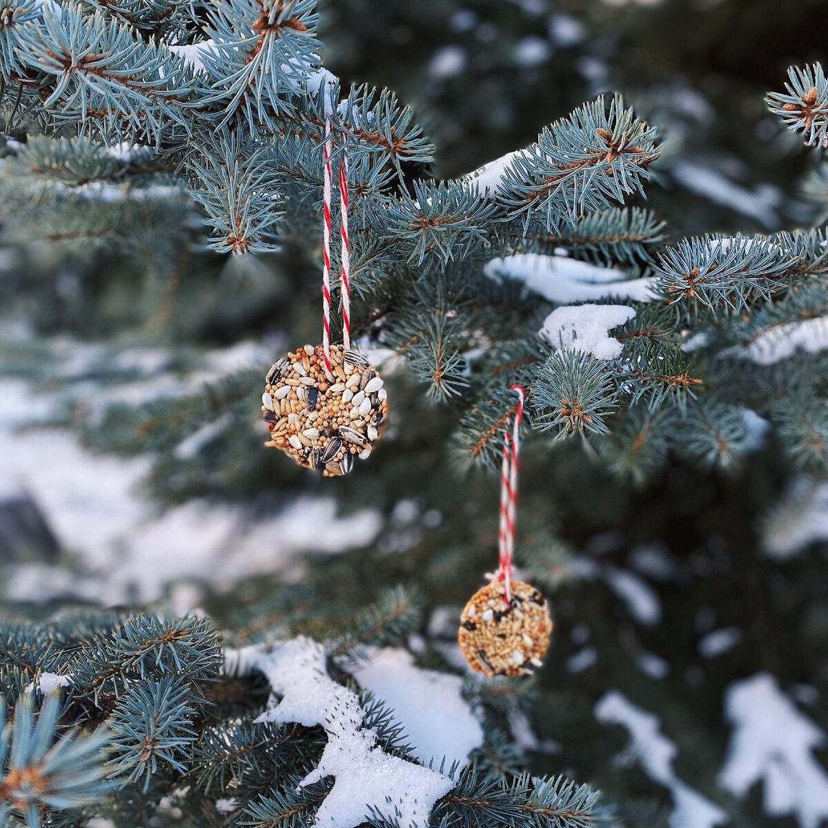 Как сделать "печенья" для птиц? Читайте ниже