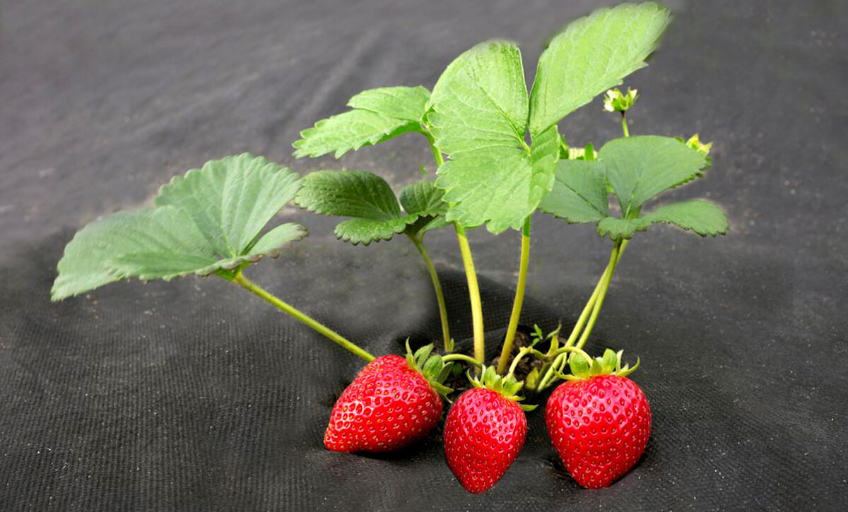 Но есть очень хороший способ, который может избавить от сорняков. И многие садоводы - огородники применяют такой способ. Это использование черного нетканого материала. Фотография взята с сайта - https://img.7ya.ru/pub/img/24626/depositphotos_199394432_m-2015.jpg