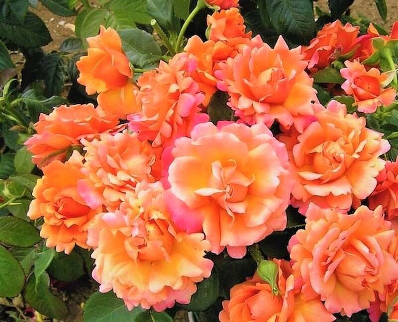  Сияющая красотка. Сорт Изи Даз Ит. Фото с сайта: https://clck.ru/VWqh4.