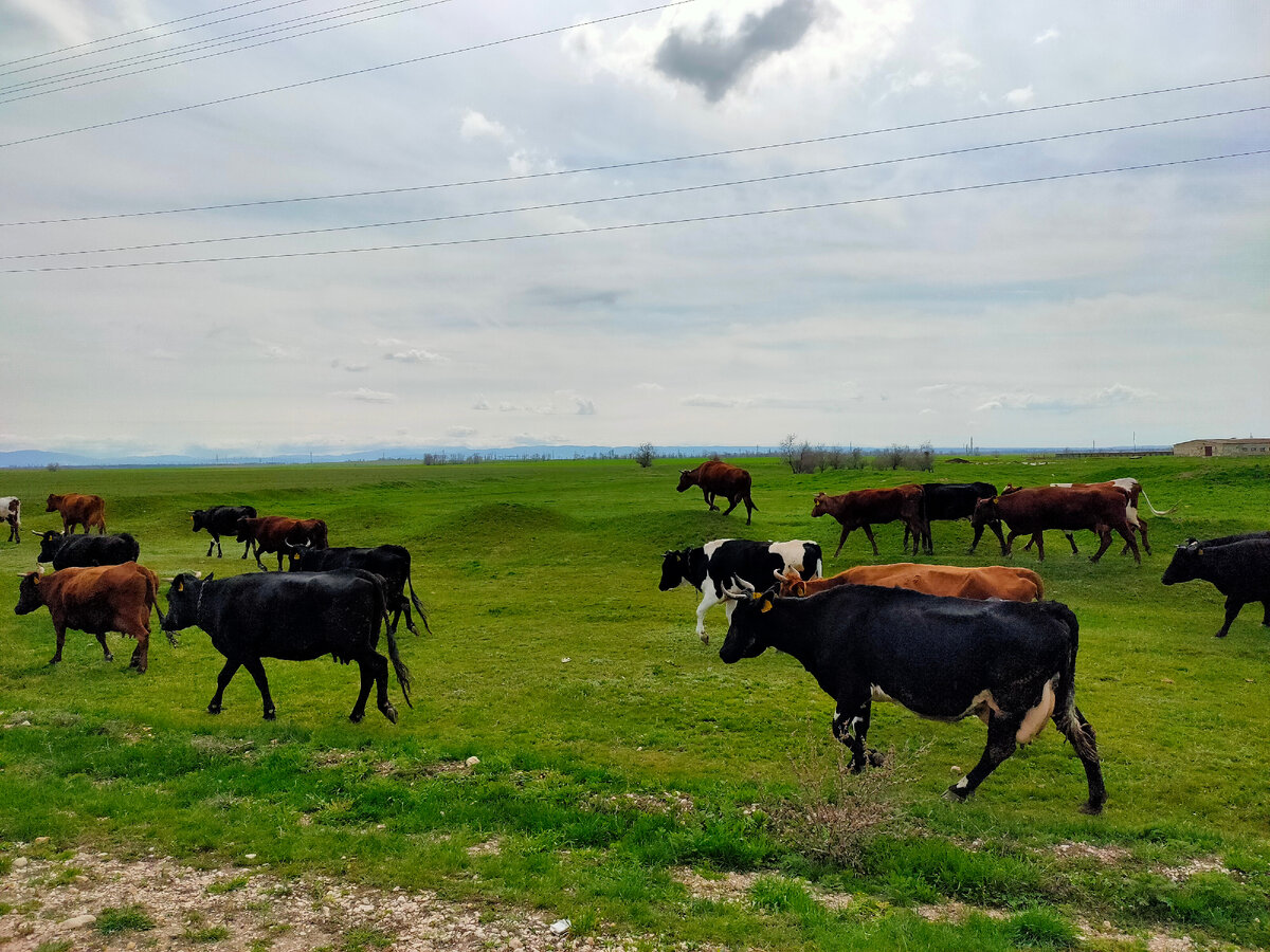 Степной Крым неподалёку от дома. Фото автора "Девушка в зелёном саду"
