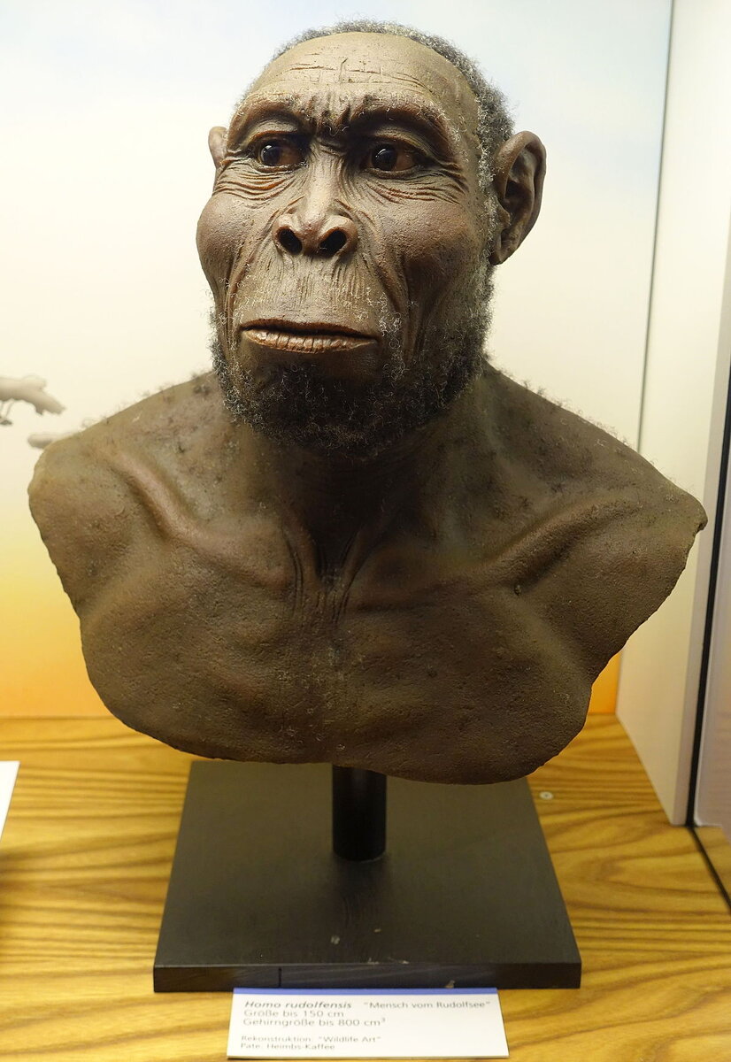 Homo rudolfensis. Австралопитек рудольфский,. Человек умелый, человек рудольфский.