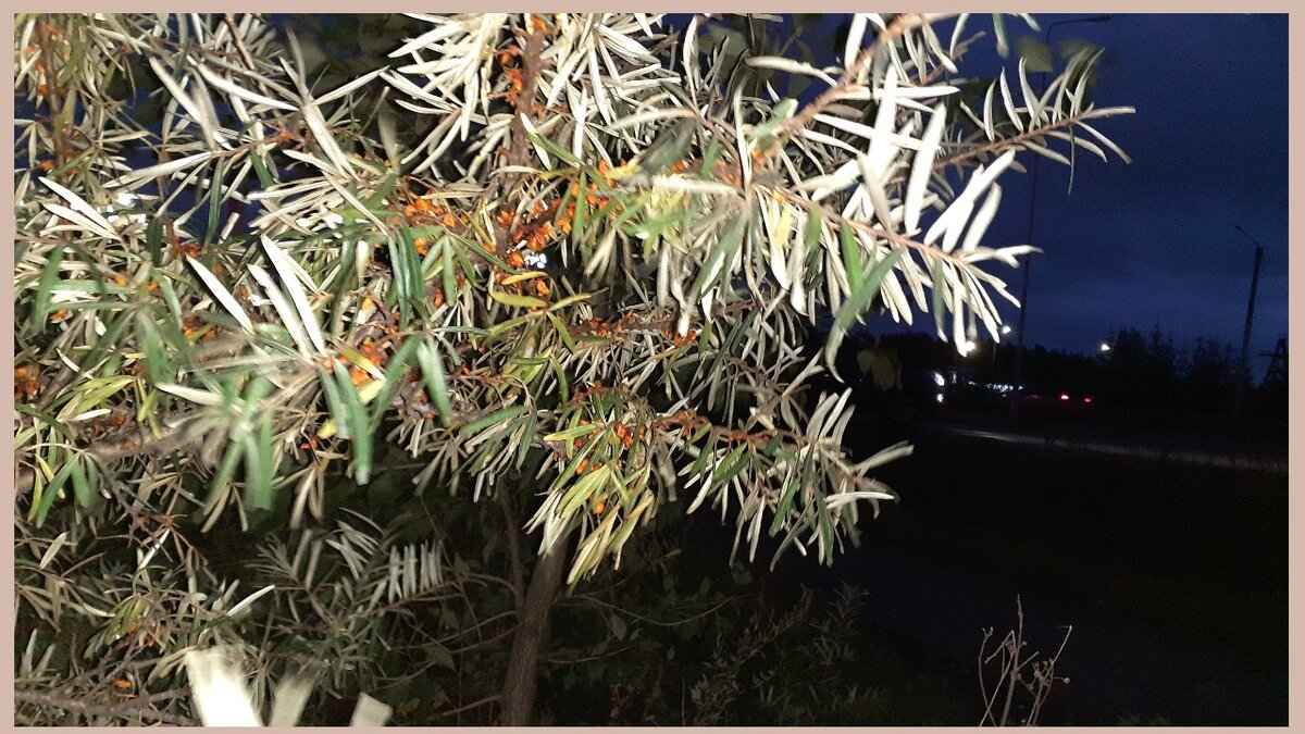 ФОТО Po-Sekretu: Шоппинг Гид: Кусты облепихи на трассе