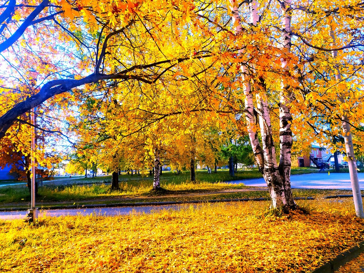 Фотографировала не я, но ребёнок же мой, значит и фото моё. Он мне прислал, не смог пройти мимо этой красоты...