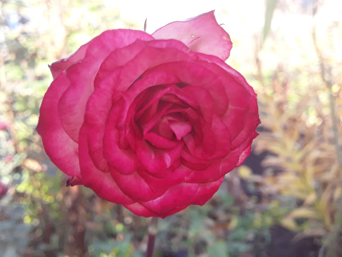 Роза спрей, сорт Rupski - последний цветок, листья уже сняты