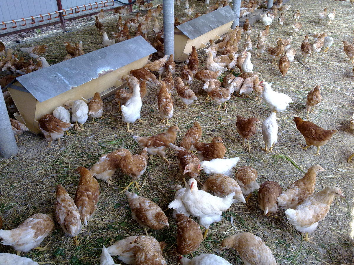 Куры Ломан-Браун