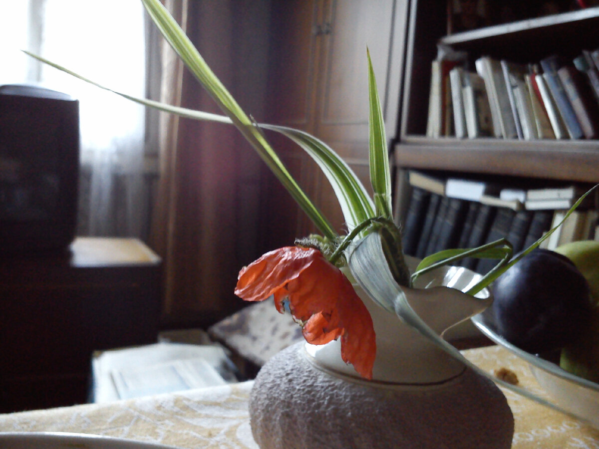 Здравствуйте, дорогие мои! Давно длинных статей не писала, но недавние события вновь подтолкнули меня обратиться к теме деменции. Фото из моего  архива, сделала  во время  приезда к бабушке.