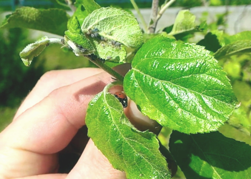 Тля на дереве