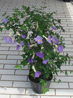 Тунбергия прямостоячая