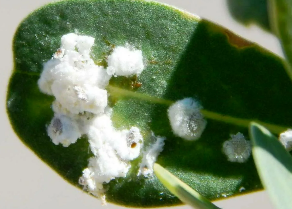 Фотография взята из источника assimquefaz.com 