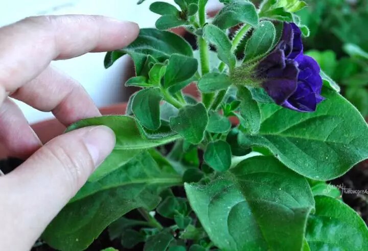 Фото О. Никоноровой: Соблюлайте правила посадки цветка.