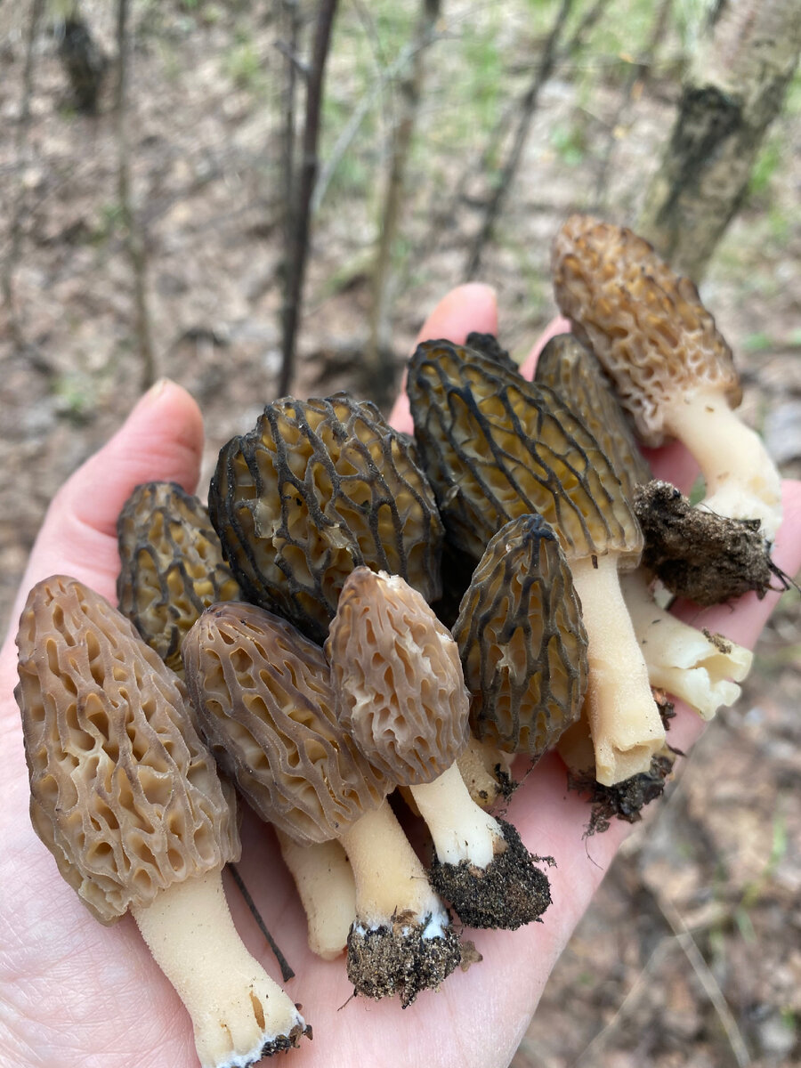 Сморчо́к кони́ческий (Morchella conica).