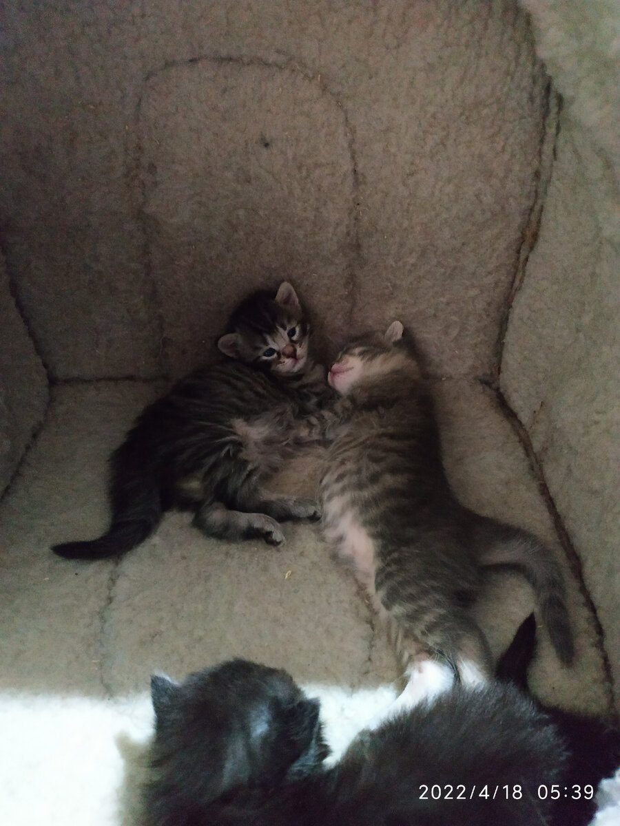 Спят усталые котейки))))))