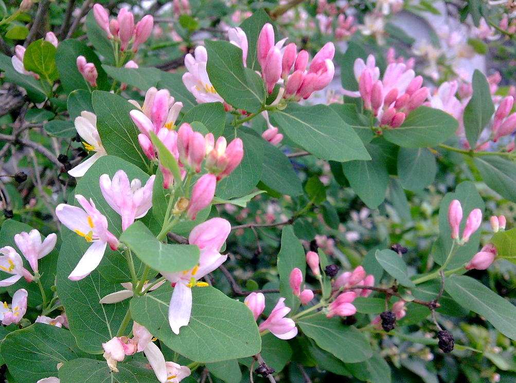 Фото из  интернета .