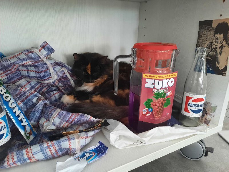 Ефросинья (для друзей Фрося) среди экспонатов выставки "Я просто проспал"