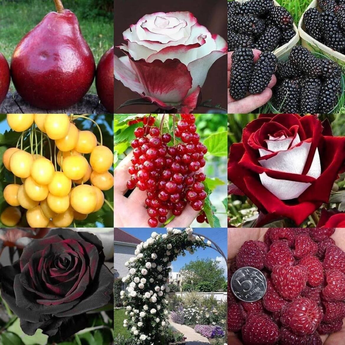 Набор морозостойких саженцев 