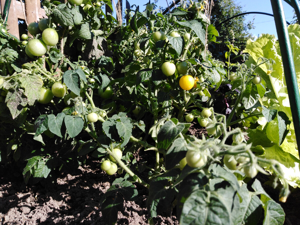 Томаты смеси балконных сортов начинают просится в салат :))