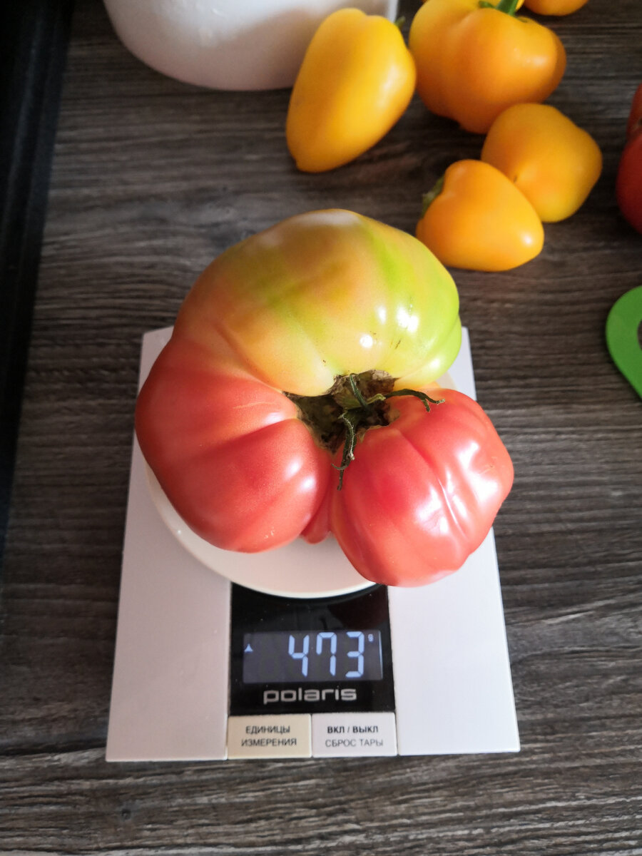 Помидорка-рекордсмен
