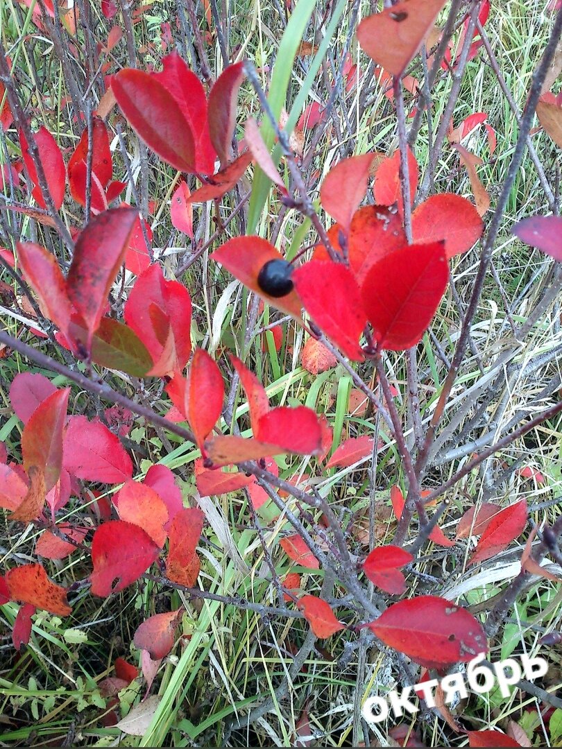 арония- рябина черноплодная. самое красивое листопадное растение