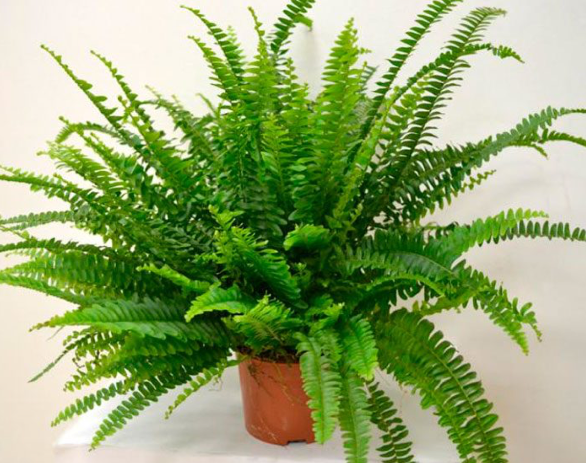 Нефролепис – настоящий домашний папоротник (источник фото: https://rastenievod.com)