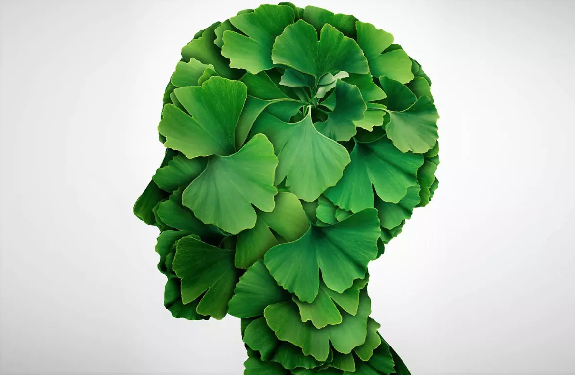 Улучшают кровообращение головного мозга