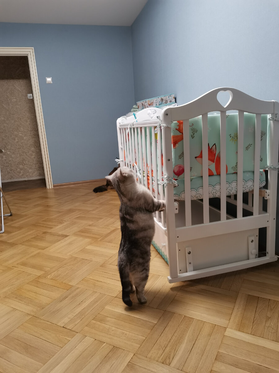 Кот исследует детскую