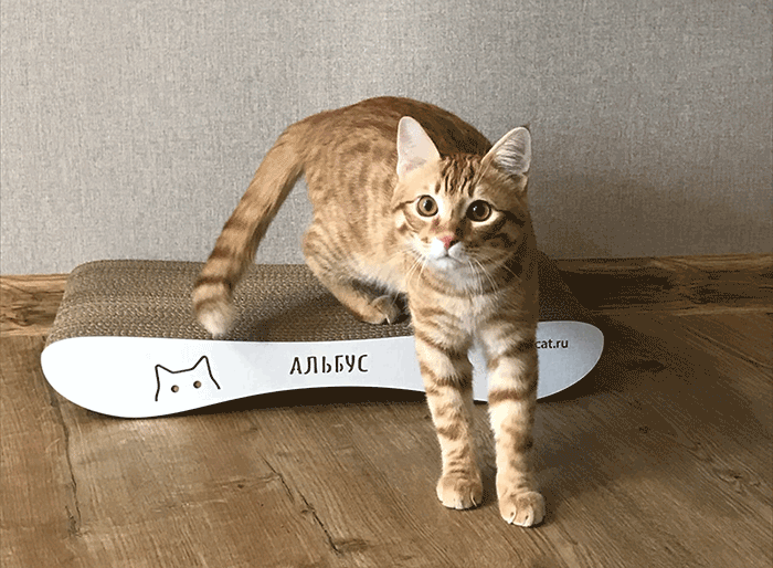 КАК ПРИУЧИТЬ КОТЕНКА К КОГТЕТОЧКЕ? | Carton Cat о котиках | Дзен