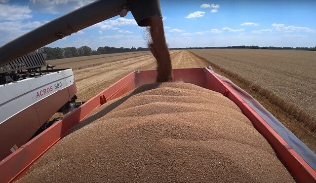    В Ивановской области собрали 44 тыс. тонн зерна