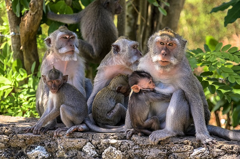 Макак крабоед. Бали обезьяны Улувату. Обезьяны в храме Улувату. Убуд Бали лес обезьян. Лес обезьян в Улувату.