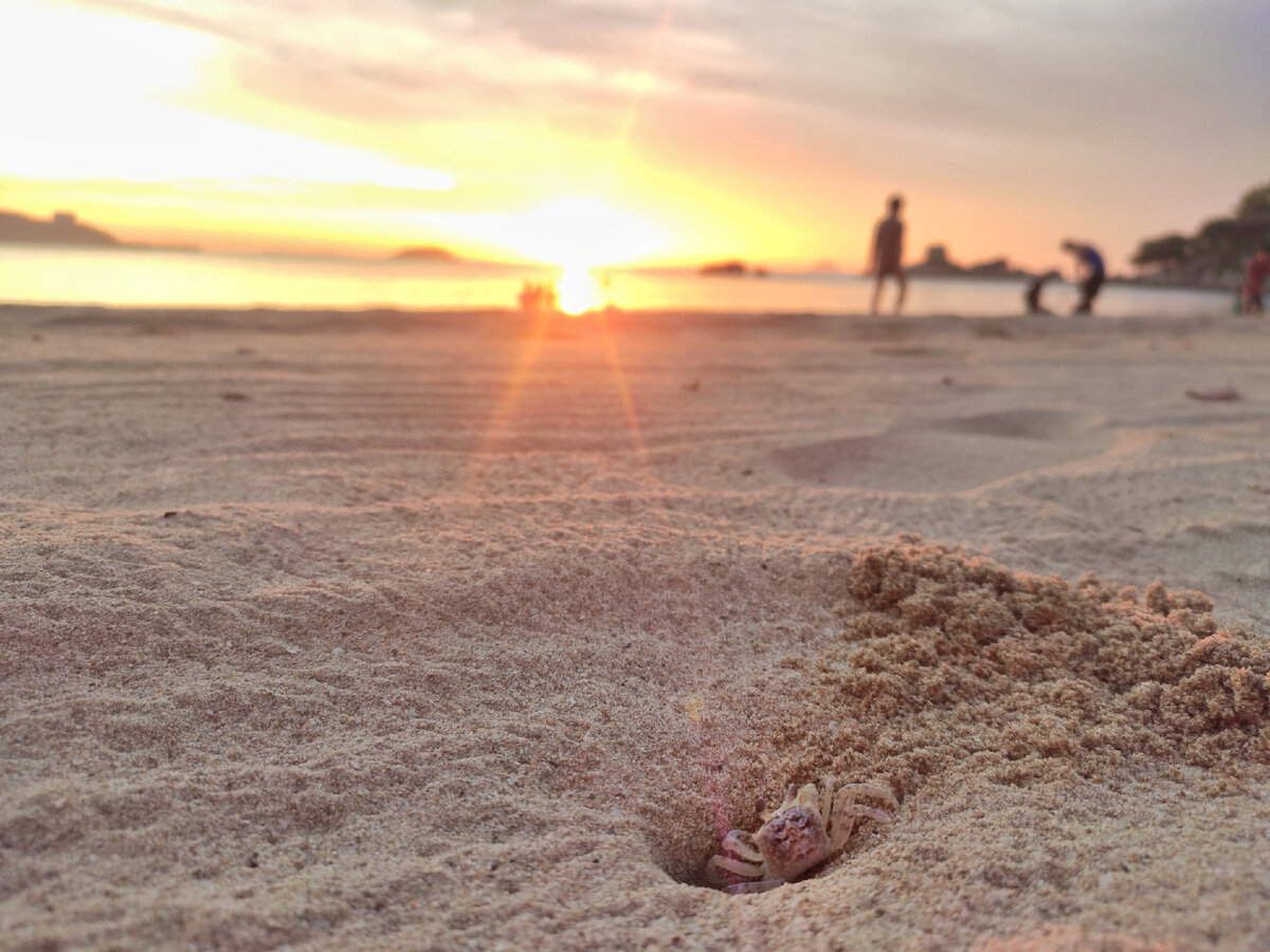 Даже краб приветствует солнце
