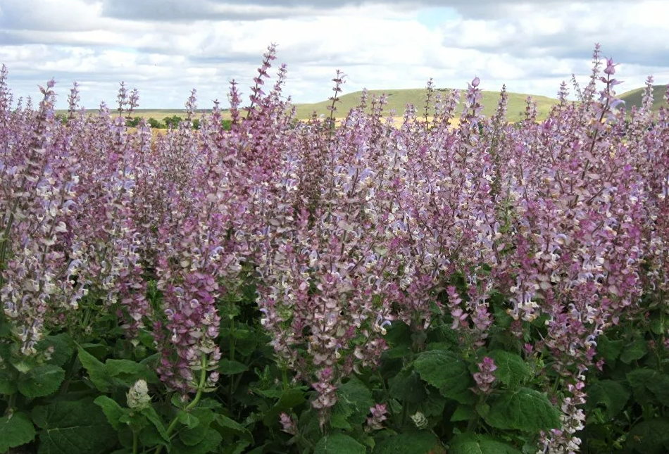 Шалфей мускатный Вознесенский. Шалфей Вознесенский 24. Шалфей мускатный (Salvia sclarea). Шалфей мускусный.