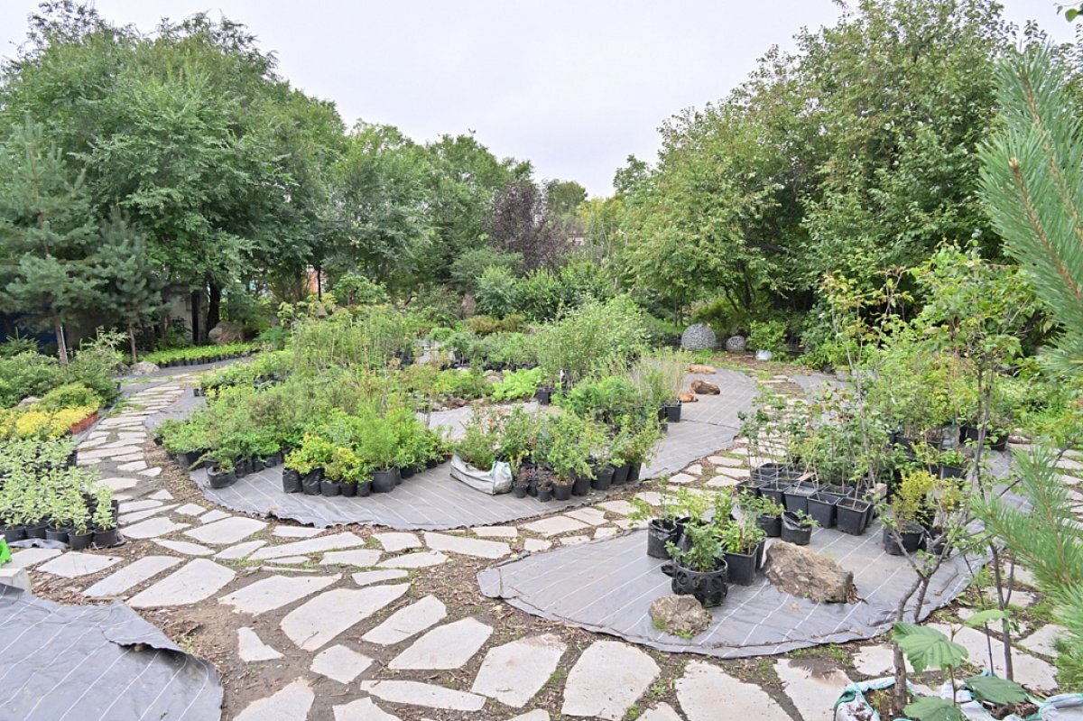    Месячник по уборке начнется в Хабаровске 4 сентября