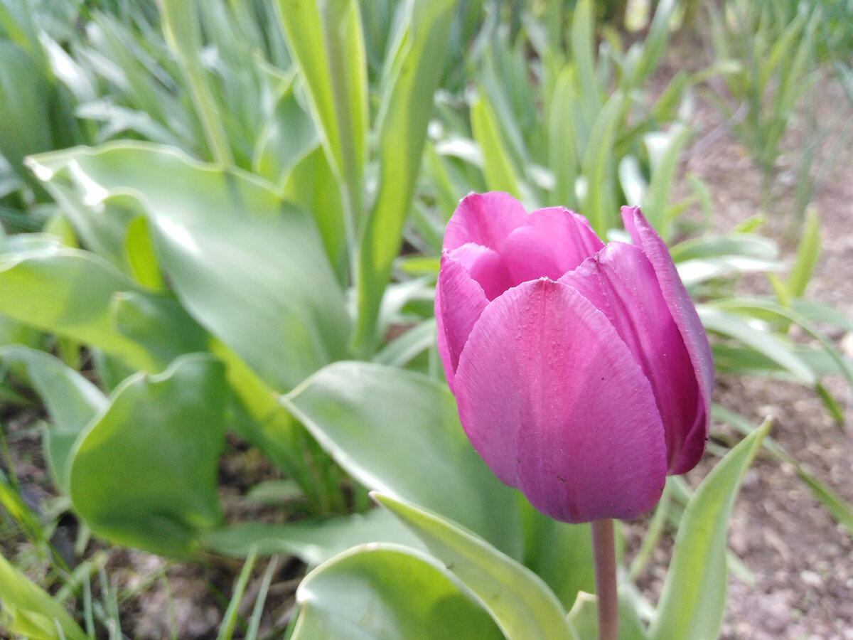 Мистик Ван Эйк